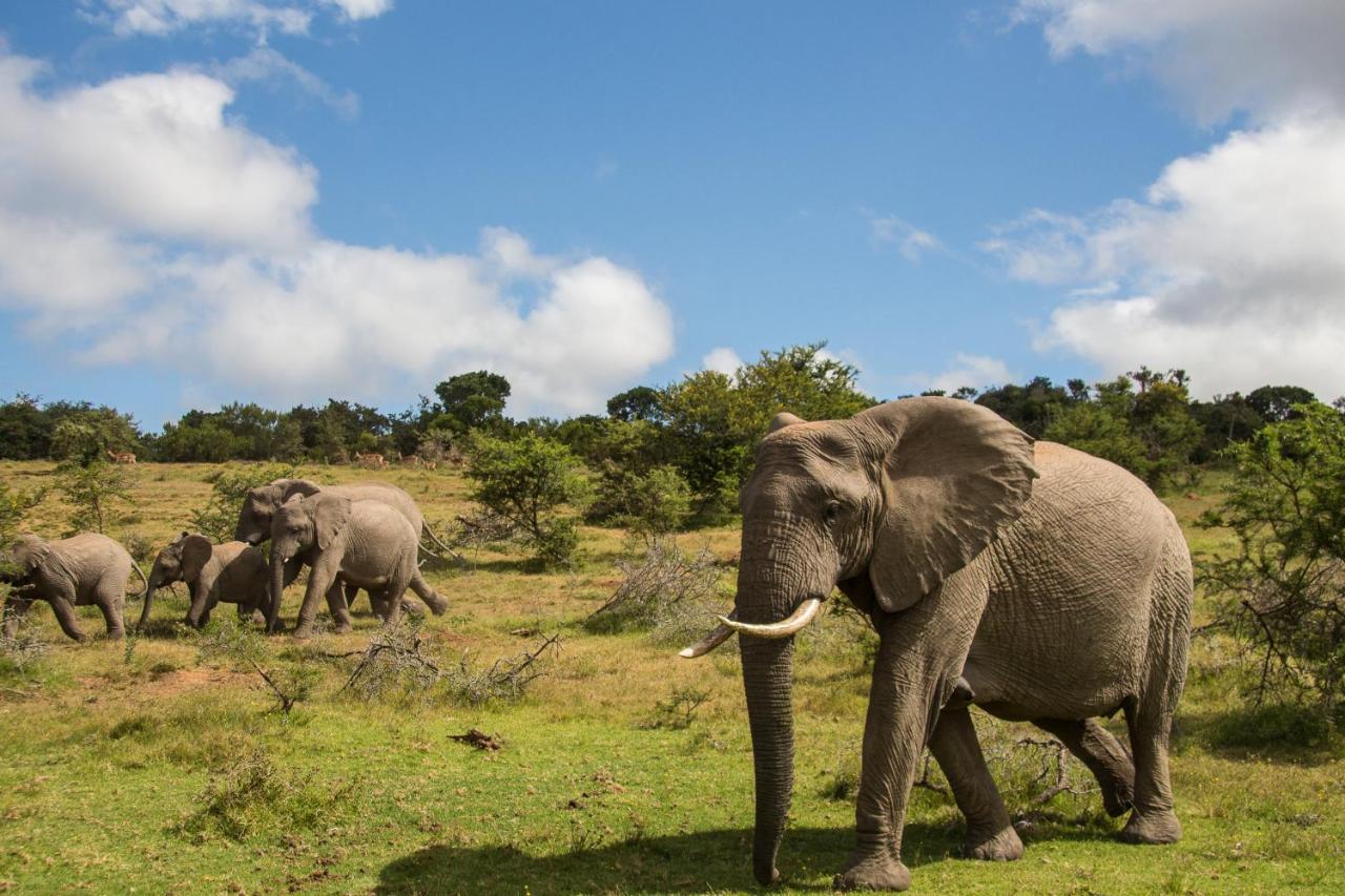 Pumba Private Game Reserve Grahamstown Eksteriør billede