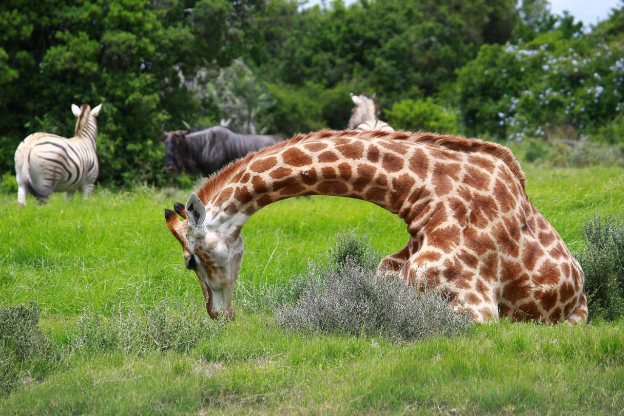 Pumba Private Game Reserve Grahamstown Eksteriør billede