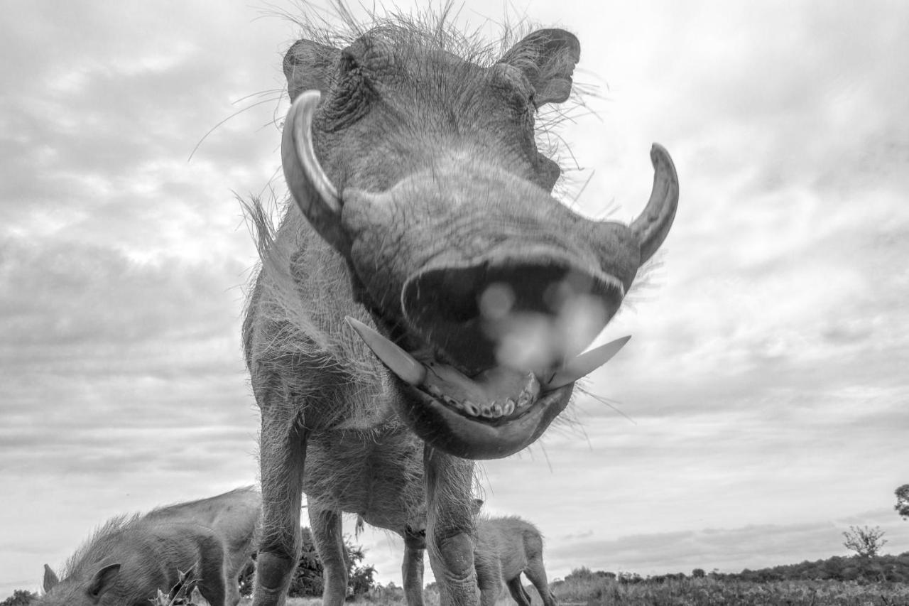 Pumba Private Game Reserve Grahamstown Eksteriør billede
