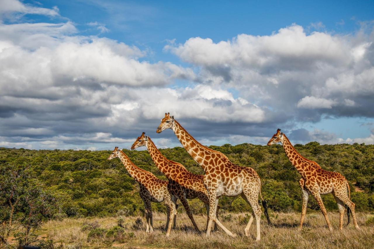 Pumba Private Game Reserve Grahamstown Eksteriør billede