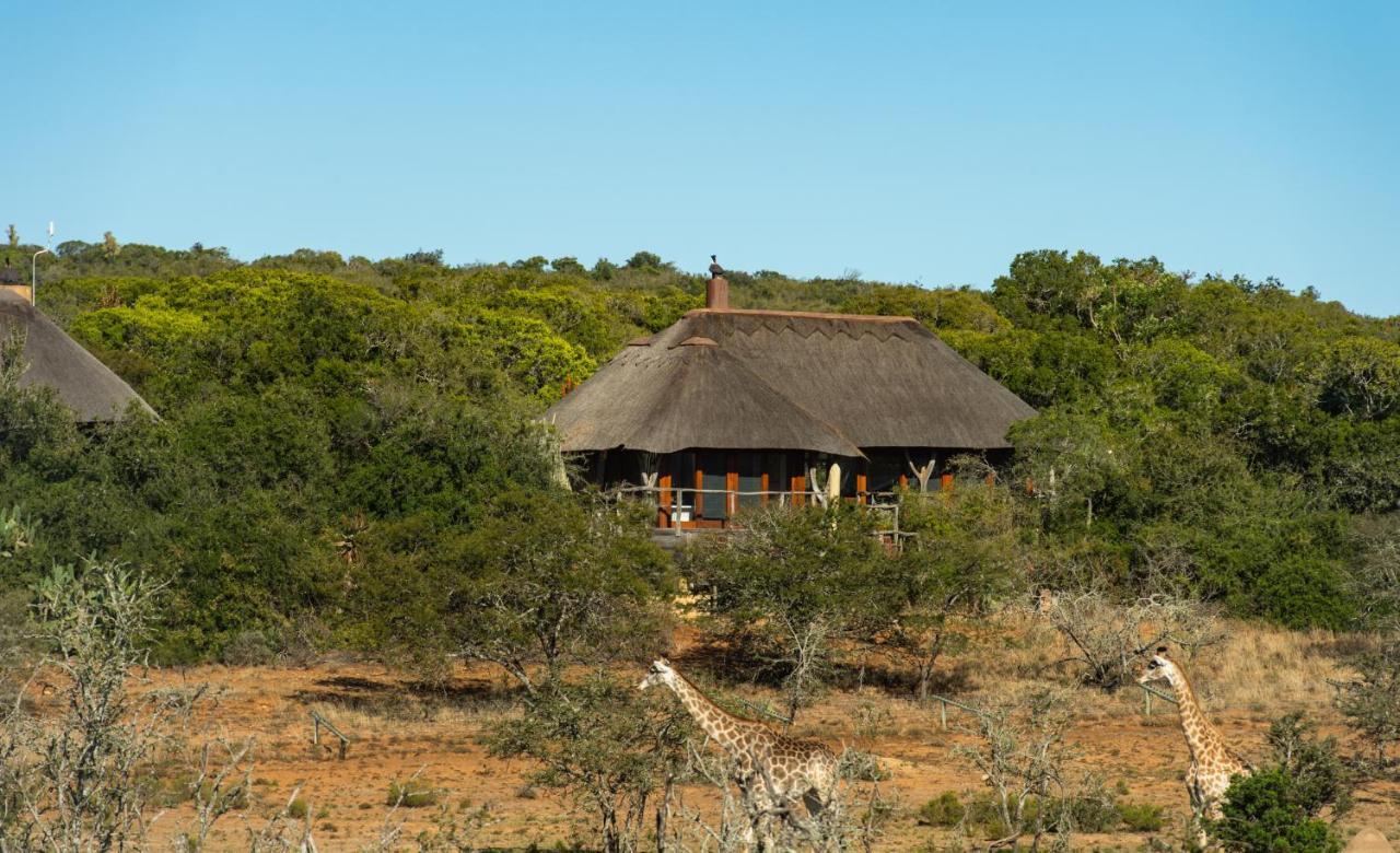 Pumba Private Game Reserve Grahamstown Eksteriør billede